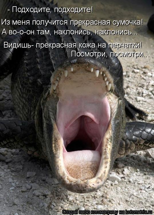 Котоматрица: - Подходите, подходите! Из меня получится прекрасная сумочка! Видишь- прекрасная кожа на перчатки! А во-о-он там, наклонись, наклонись... Посмо