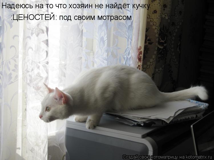 Котоматрица: Надеюсь на то что хозяин не найдёт кучку  :ЦЕНОСТЕЙ: под своим мотрасом