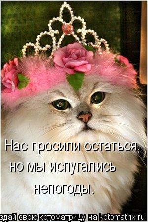 Котоматрица: Нас просили остаться, но мы испугались непогоды.