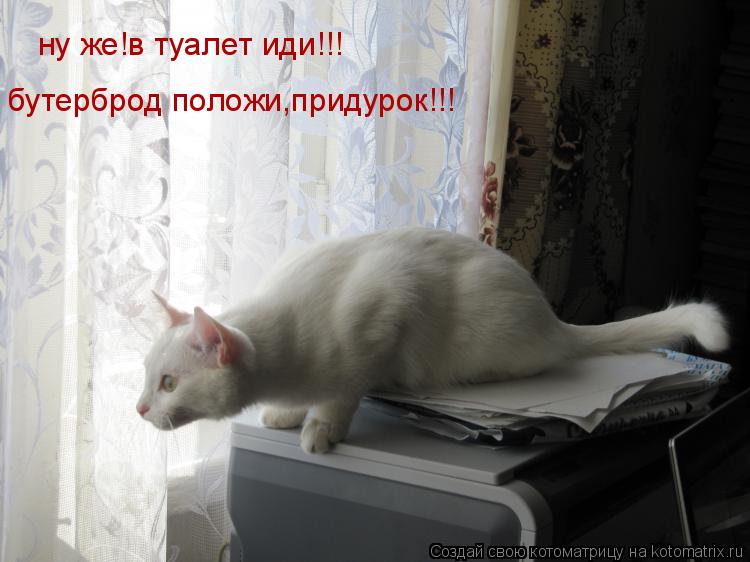 Котоматрица: ну же!в туалет иди!!! бутерброд положи,придурок!!!