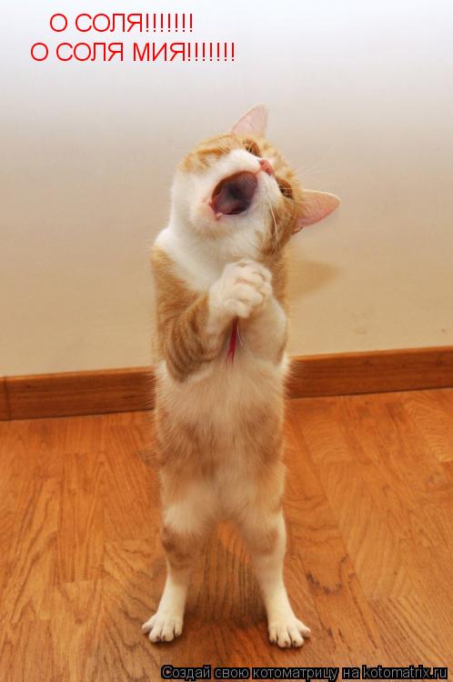 Котоматрица: О СОЛЯ!!!!!!!  О СОЛЯ МИЯ!!!!!!!