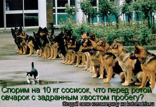 Котоматрица: Спорим на 10 кг сосисок, что перед ротой овчарок с задранным хвостом пробегу?