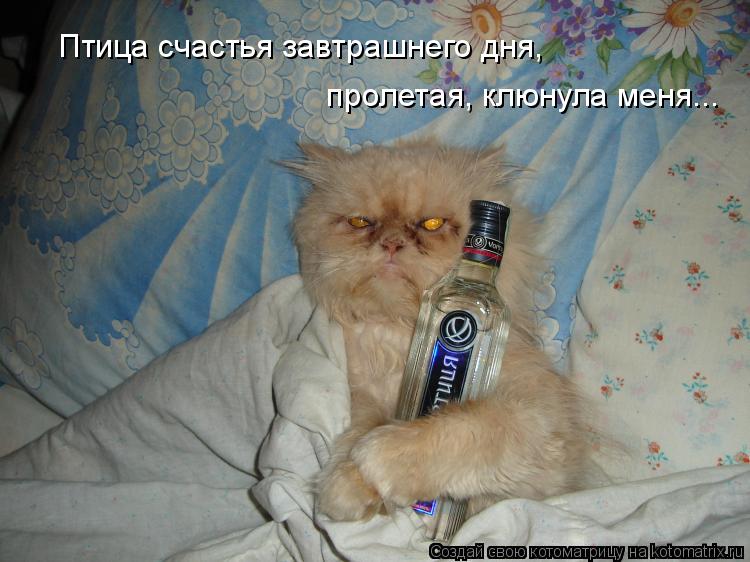 Котоматрица: Птица счастья завтрашнего дня,   пролетая, клюнула меня...