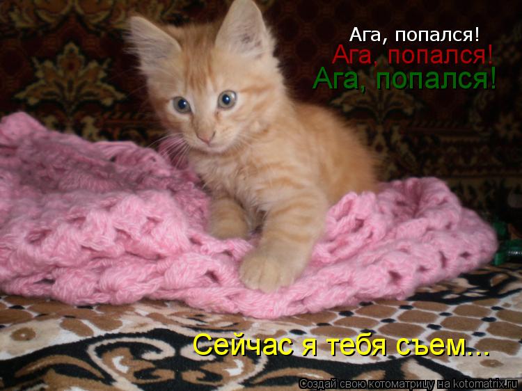 Ага, попался! Ага, попался! Ага, попался! Сейчас я тебя съем...... Котоматрица: Ага, попался! Ага, попался! Ага, попался! Сейчас я тебя съем...