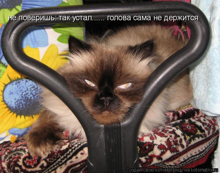не поверишь: так устал...... голова сама не держится... Котоматрица: не поверишь: так устал...... голова сама не держится
