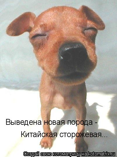 Выведена новая порода - Китайская сторожевая...... Котоматрица: Выведена новая порода - Китайская сторожевая...