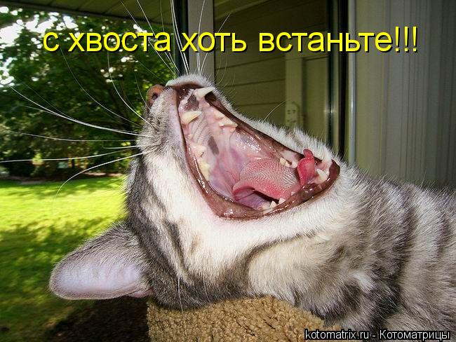 с хвоста хоть встаньте!!!... Котоматрица: с хвоста хоть встаньте!!!