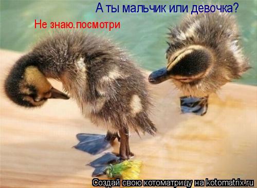 А ты мальчик или девочка? А ты мальчик или девочка? Не знаю.посмотри... Котоматрица: А ты мальчик или девочка? А ты мальчик или девочка? Не знаю.посмотри