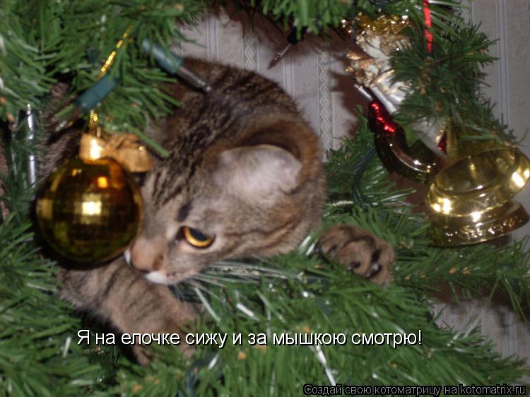 Я на елочке сижу и за мышкою смотрю!... Котоматрица: Я на елочке сижу и за мышкою смотрю!
