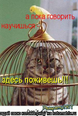 а пока говорить здесь поживешь!!! научишься -... Котоматрица: а пока говорить здесь поживешь!!! научишься -
