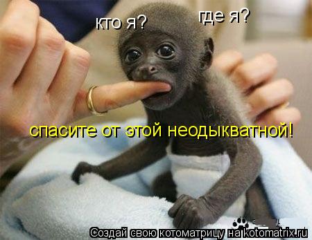 кто я? где я? спасите от этой неодыкватной!... Котоматрица: кто я? где я? спасите от этой неодыкватной!
