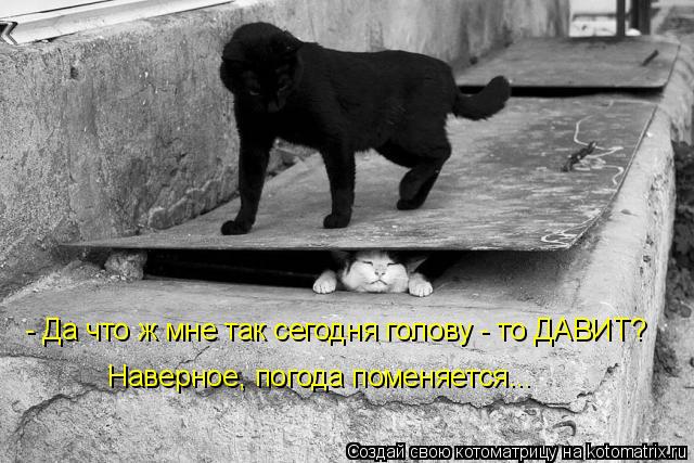 Котоматрица: - Да что ж мне так сегодня голову - то ДАВИТ? Наверное, погода поменяется...