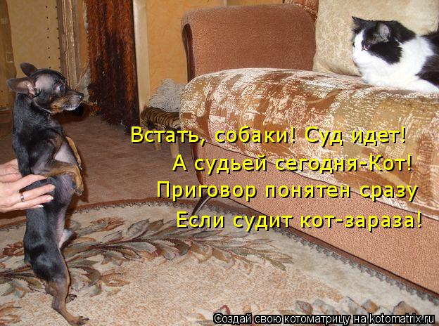 Встать, собаки! Суд идет! А судьей сегодня-Кот! Приговор понятен сразу Если судит кот-зараза!... Котоматрица: Встать, собаки! Суд идет! А судьей сегодня-Кот! Приговор понятен сразу Если судит кот-зараза!