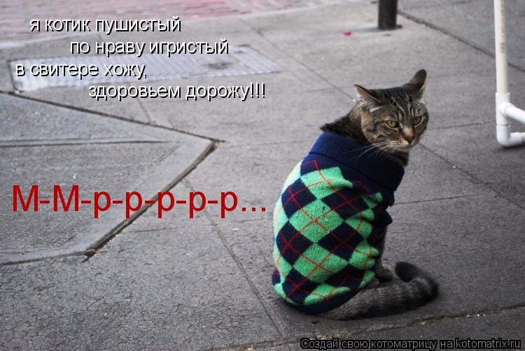 Котоматрица: я котик пушистый по нраву игристый в свитере хожу, здоровьем дорожу!!! М-М-р-р-р-р-р...