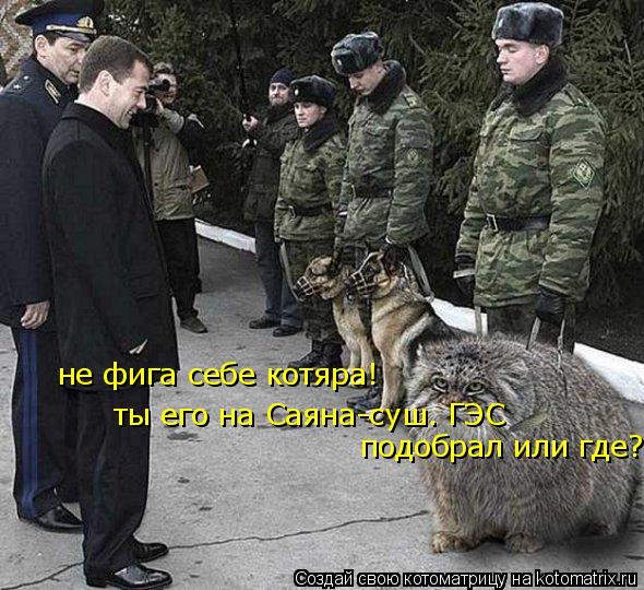 не фига себе котяра! ты его на Саяна-суш. ГЭС подобрал или где?... Котоматрица: не фига себе котяра! ты его на Саяна-суш. ГЭС подобрал или где?