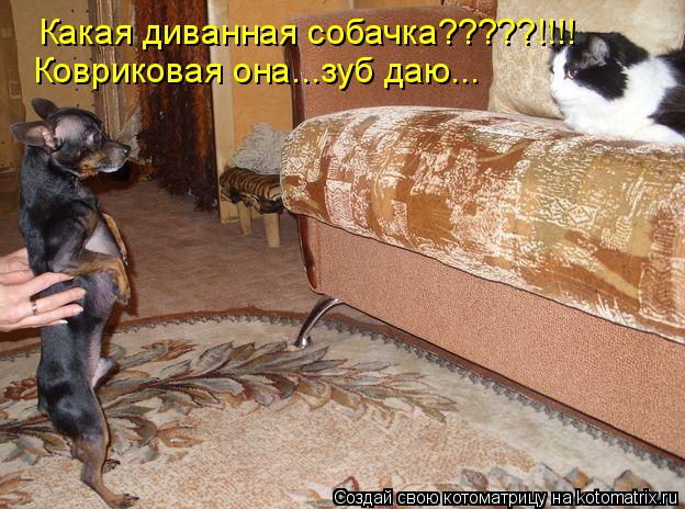 Какая диванная собачка?????!!!! Ковриковая она...зуб даю...... Котоматрица: Какая диванная собачка?????!!!! Ковриковая она...зуб даю...