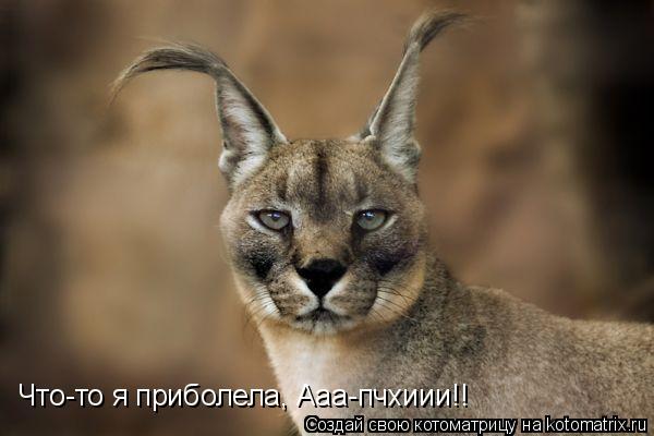 Котоматрица: Что-то я приболела, Ааа-пчхиии!!
