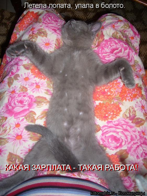 Котоматрица: Летела лопата, упала в болото. КАКАЯ ЗАРПЛАТА - ТАКАЯ РАБОТА! КАКАЯ ЗАРПЛАТА - ТАКАЯ РАБОТА!