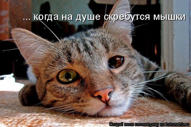 Котоматрица: ... когда на душе скребутся мышки