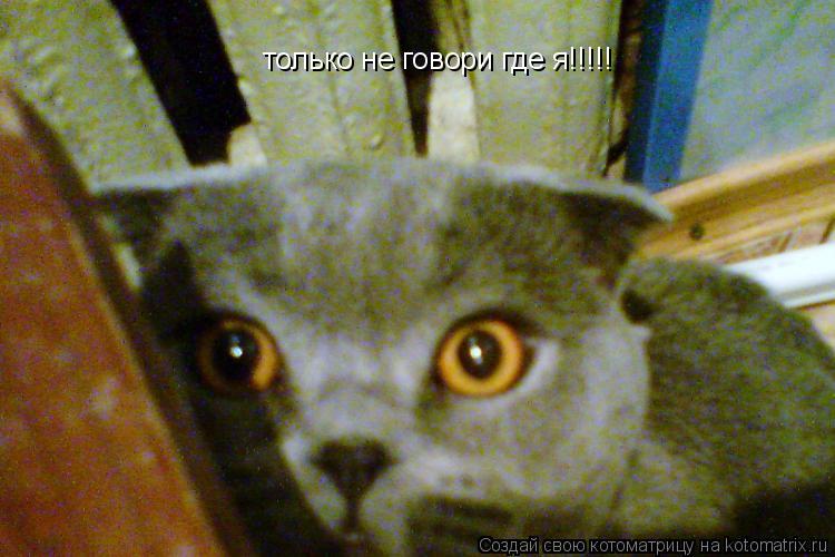 Котоматрица: только не говори где я!!!!!