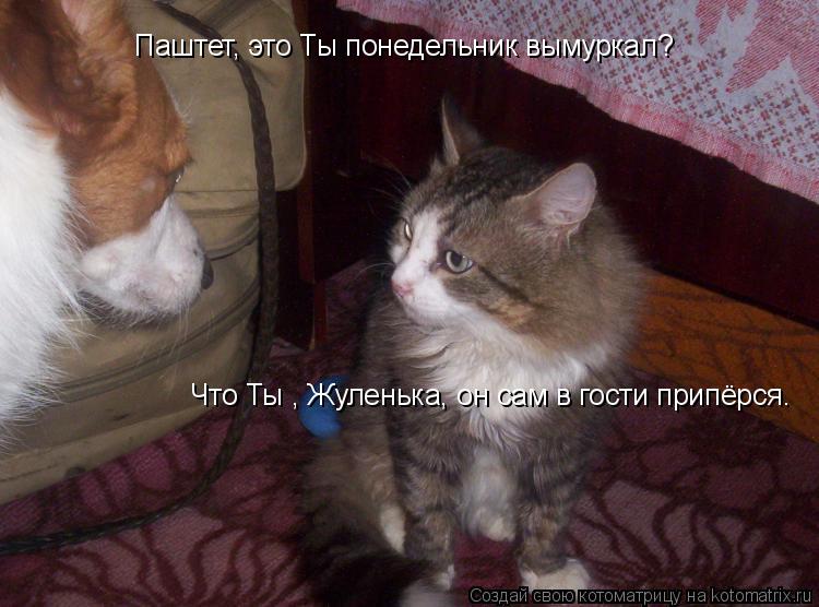 Паштет, это Ты понедельник вымуркал? Что Ты , Жуленька, он сам в гости припёрся.... Котоматрица: Паштет, это Ты понедельник вымуркал? Что Ты , Жуленька, он сам в гости припёрся.