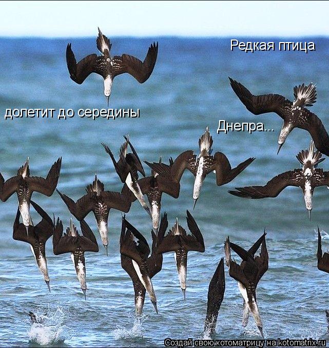 Котоматрица: Редкая птица долетит до середины Днепра...