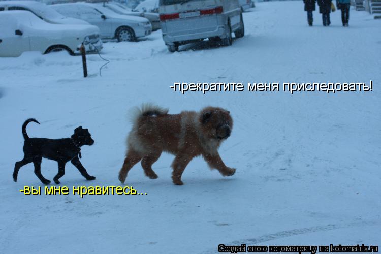 Котоматрица: -прекратите меня приследовать! -вы мне нравитесь...