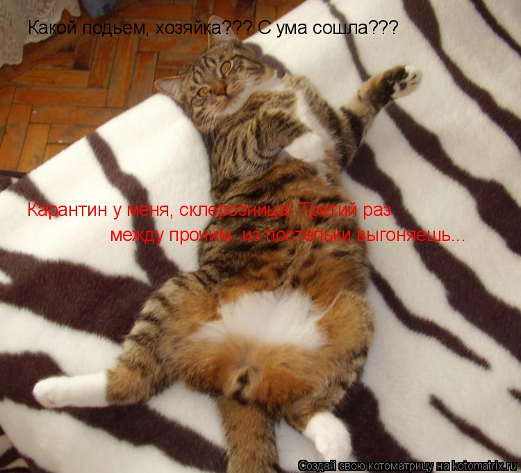Котоматрица: Какой подьем, хозяйка??? С ума сошла??? Карантин у меня, склерозница! Третий раз, между прочим, из постельки выгоняешь...