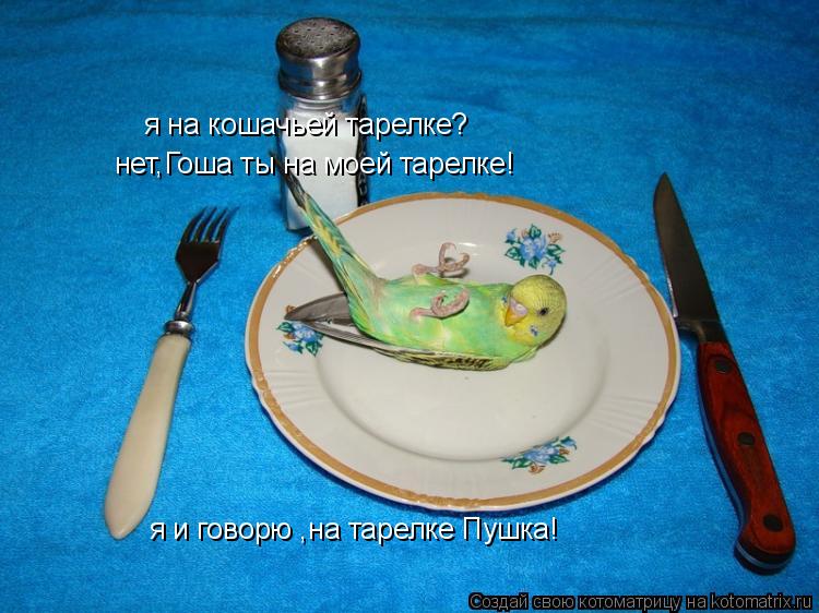 Котоматрица: я на кошачьей тарелке? нет,Гоша ты на моей тарелке! я и говорю ,на тарелке Пушка!
