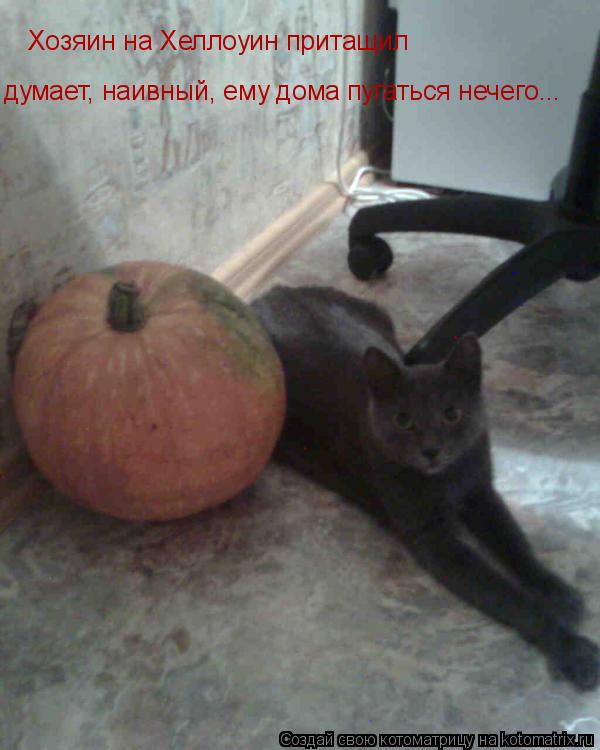 Котоматрица: Хозяин на Хеллоуин притащил думает, наивный, ему дома пугаться нечего...