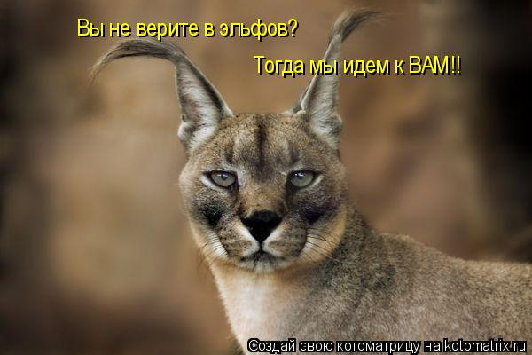 Вы не верите в эльфов? Тогда мы идем к ВАМ!!... Котоматрица: Вы не верите в эльфов? Тогда мы идем к ВАМ!!