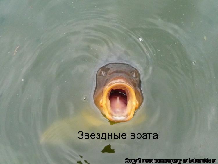 Звёздные врата!... Котоматрица: Звёздные врата!