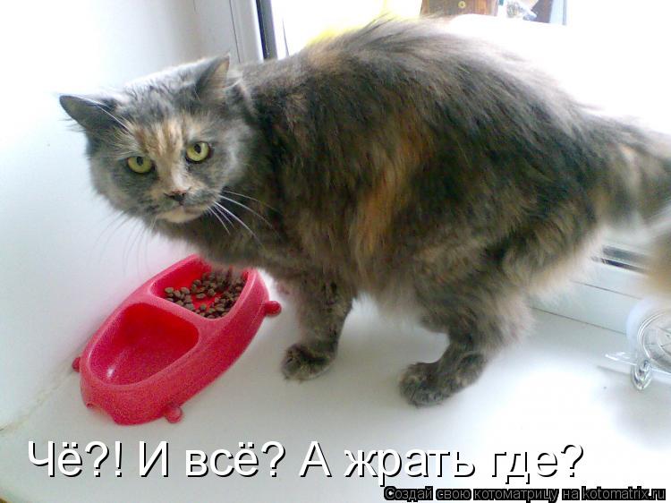 Чё?! И всё? А жрать где?... Котоматрица: Чё?! И всё? А жрать где?