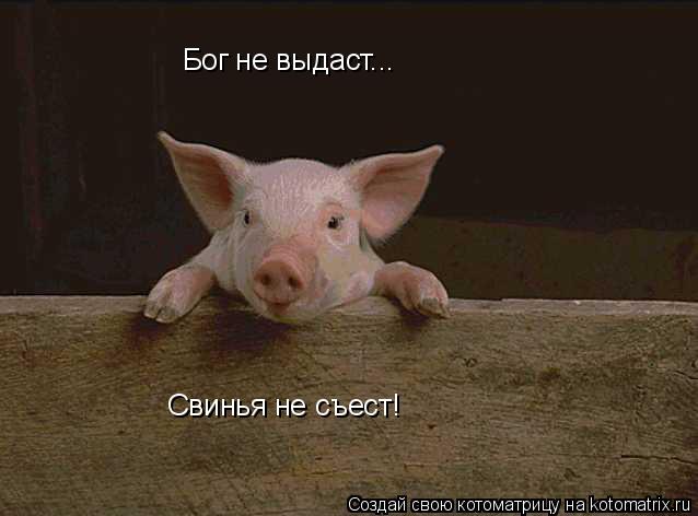 Бог не выдаст... Бог не выдаст... Свинья не съест!... Котоматрица: Бог не выдаст... Бог не выдаст... Свинья не съест!