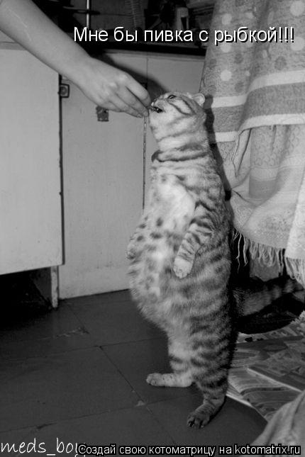 Мне бы пивка с рыбкой!!!... Котоматрица: Мне бы пивка с рыбкой!!!