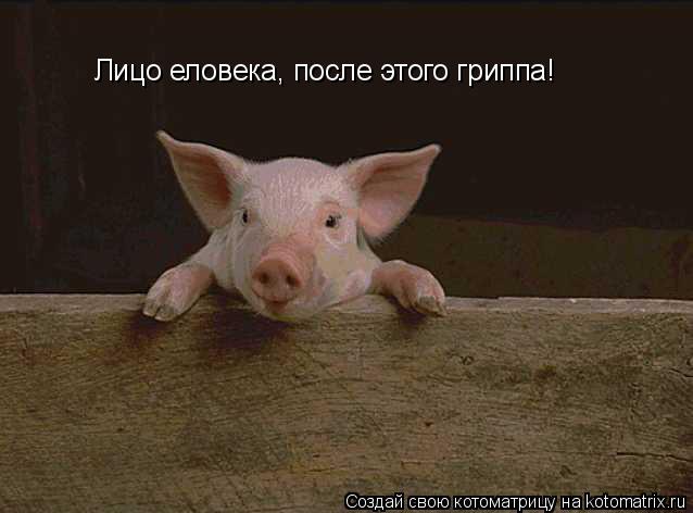 Лицо еловека, после этого гриппа!... Котоматрица: Лицо еловека, после этого гриппа!