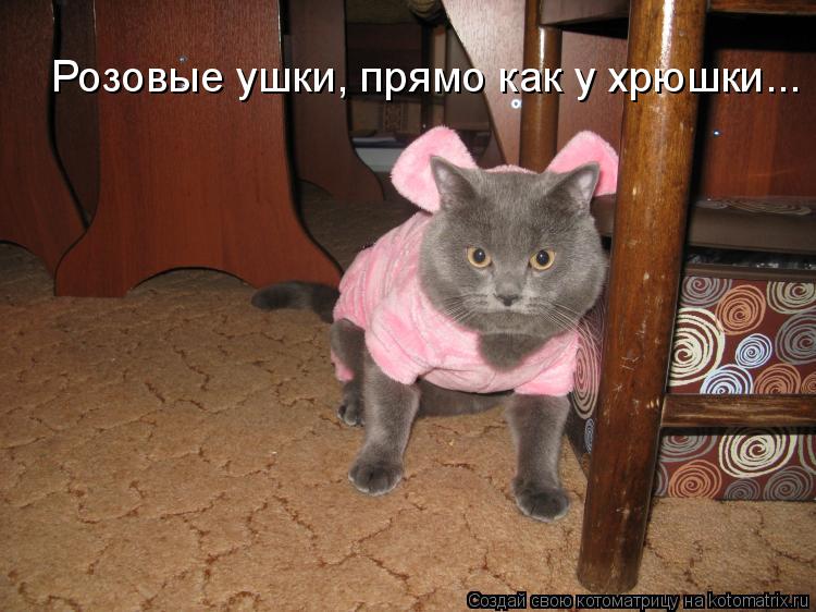 Котоматрица: Розовые ушки, прямо как у хрюшки...