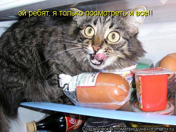 Котоматрица: эй ребят, я только посмотреть и все!!