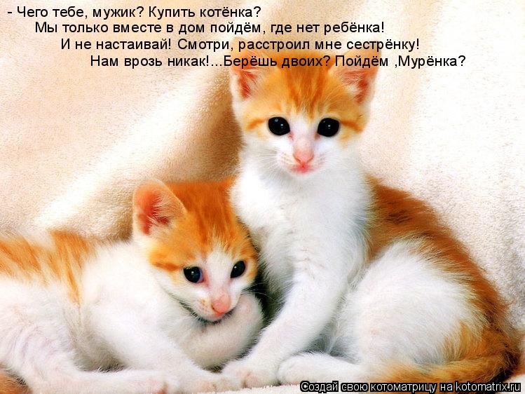 Котоматрица: - Чего тебе, мужик? Купить котёнка? Мы только вместе в дом пойдём, где нет ребёнка! И не настаивай! Смотри, расстроил мне сестрёнку! Нам врозь н