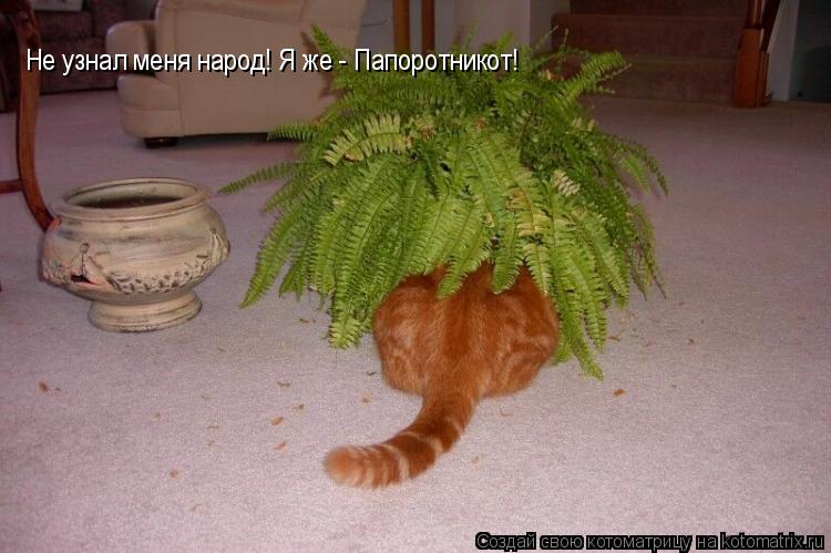 Котоматрица: Не узнал меня народ! Я же - Папоротникот!