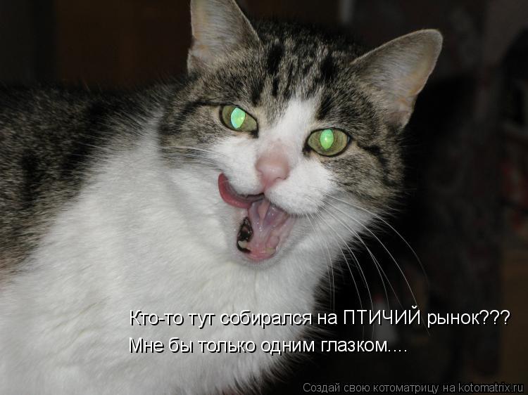 Котоматрица: Кто-то тут собирался на ПТИЧИЙ рынок??? Мне бы только одним глазком....