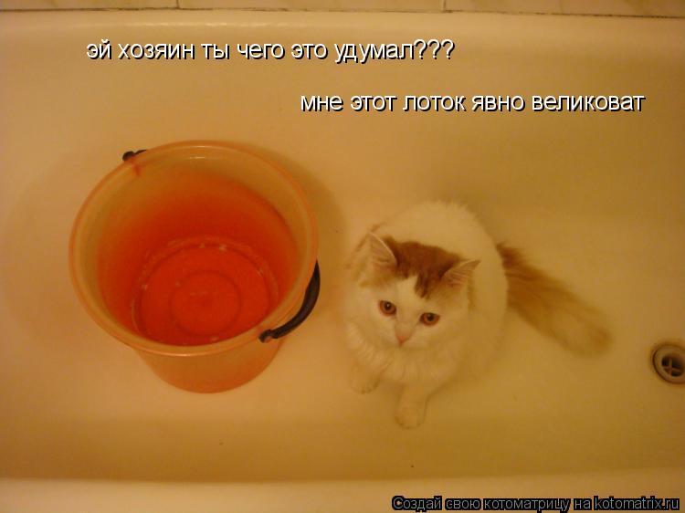 Котоматрица: эй хозяин ты чего это удумал??? мне этот лоток явно великоват