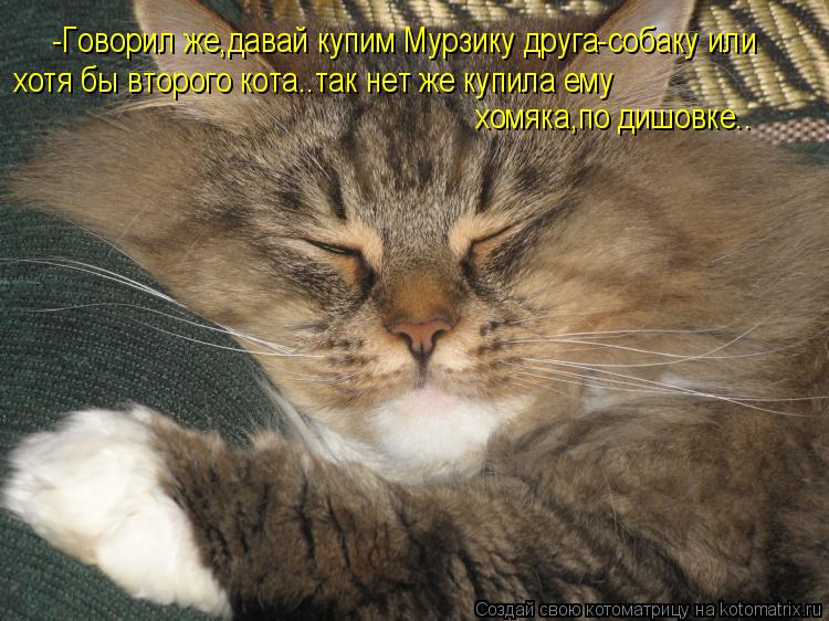 Котоматрица: -Говорил же,давай купим Мурзику друга-собаку или  хотя бы второго кота..так нет же купила ему  хомяка,по дишовке..