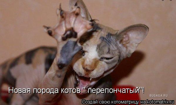 Котоматрица: Новая порода котов " перепончатый"!