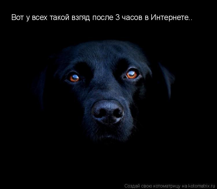 Котоматрица: Вот у всех такой взгяд после 3 часов в Интернете..