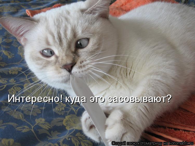 Котоматрица: Интересно! куда это засовывают?