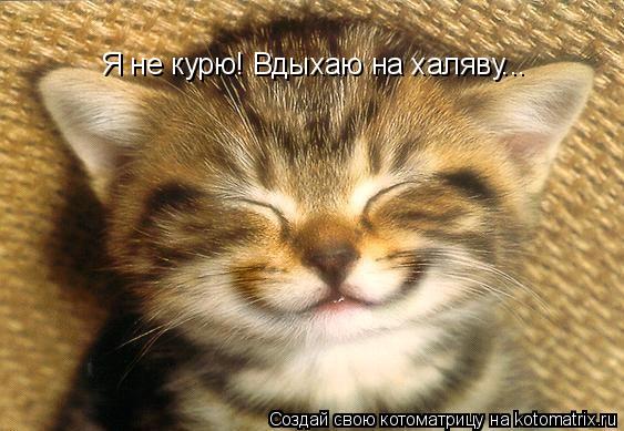 Котоматрица: Я не курю! Вдыхаю на халяву...