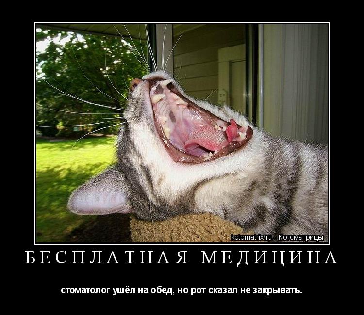 БЕСПЛАТНАЯ МЕДИЦИНА стоматолог ушёл на обед, но рот сказал не закрывать.... Котоматрица: БЕСПЛАТНАЯ МЕДИЦИНА стоматолог ушёл на обед, но рот сказал не закрывать.