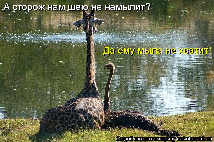 Котоматрица: А сторож нам шею не намылит? Да ему мыла не хватит!