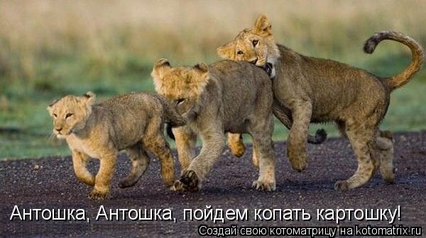 Котоматрица: Антошка, Антошка, пойдем копать картошку!